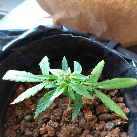 Cultivo prenseeds growlog timeline photo