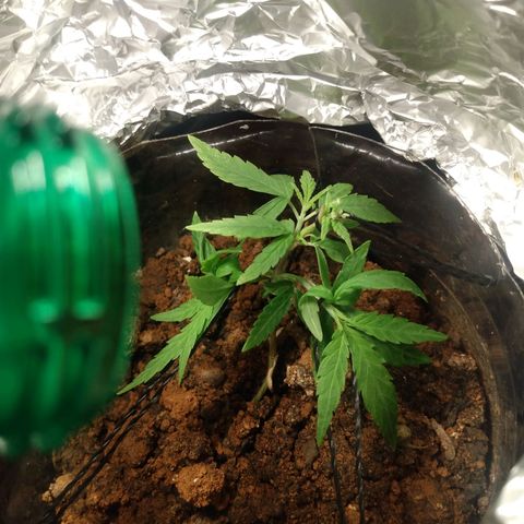 Cultivo prenseeds growlog timeline photo