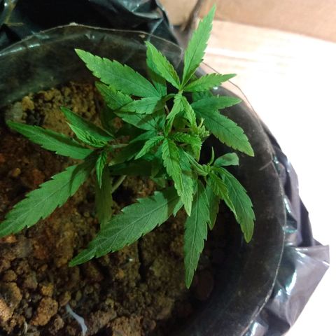Cultivo prenseeds growlog timeline photo