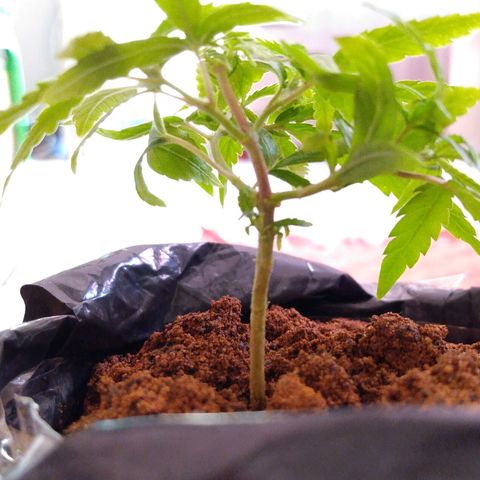Cultivo prenseeds growlog timeline photo