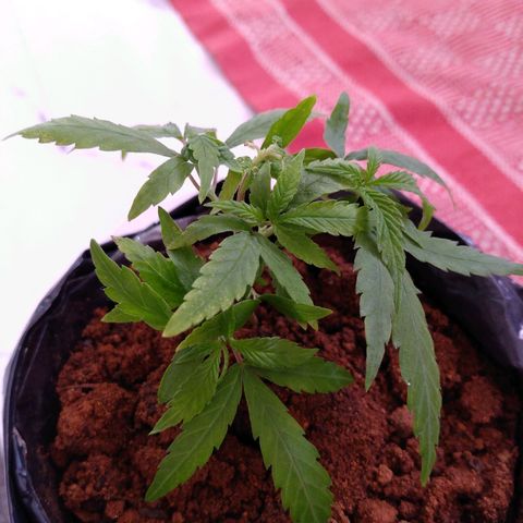 Cultivo prenseeds growlog timeline photo