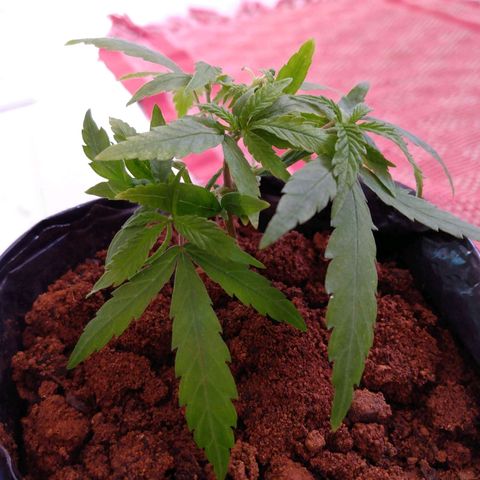 Cultivo prenseeds growlog timeline photo