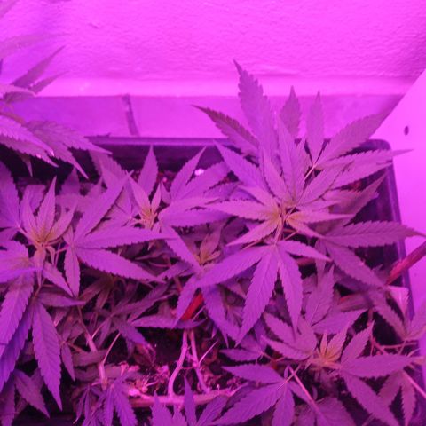 Genética desconhecida growlog timeline photo
