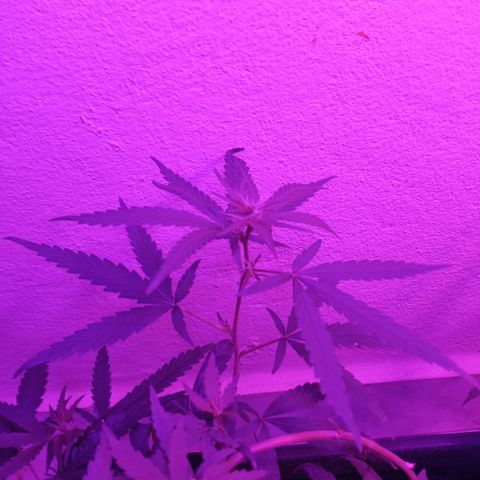 Genética desconhecida growlog timeline photo