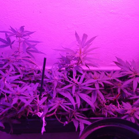 Genética desconhecida growlog timeline photo