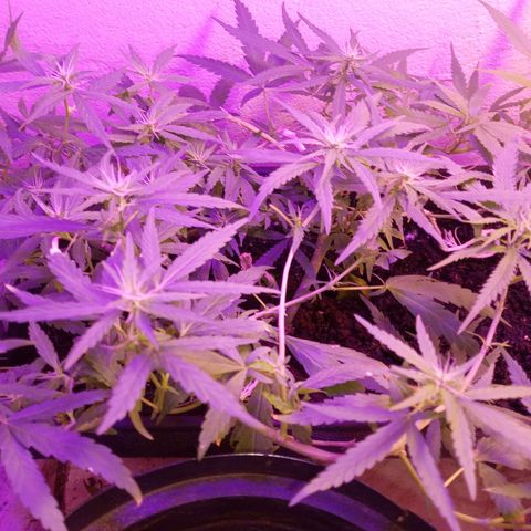 Genética desconhecida growlog timeline photo
