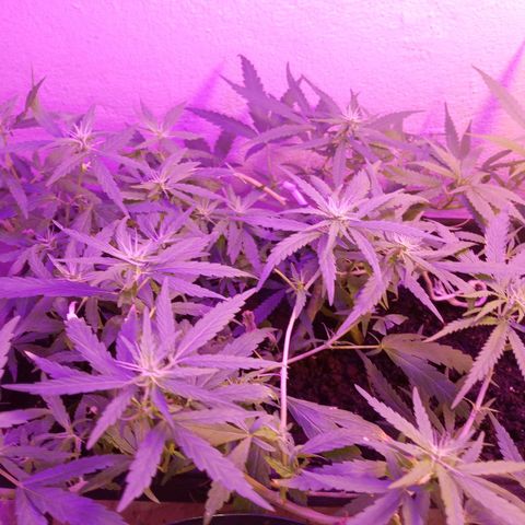 Genética desconhecida growlog timeline photo