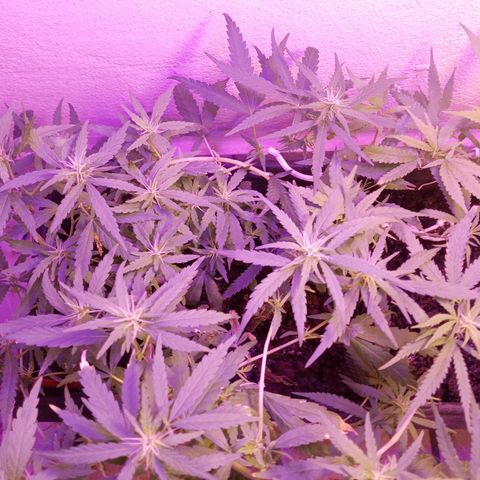 Genética desconhecida growlog timeline photo
