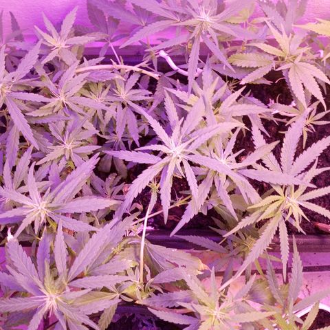 Genética desconhecida growlog timeline photo