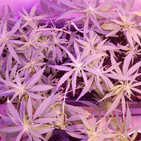Genética desconhecida growlog timeline photo
