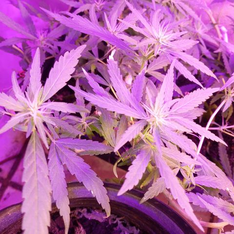 Genética desconhecida growlog timeline photo