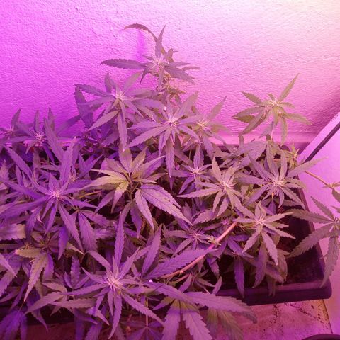 Genética desconhecida growlog timeline photo