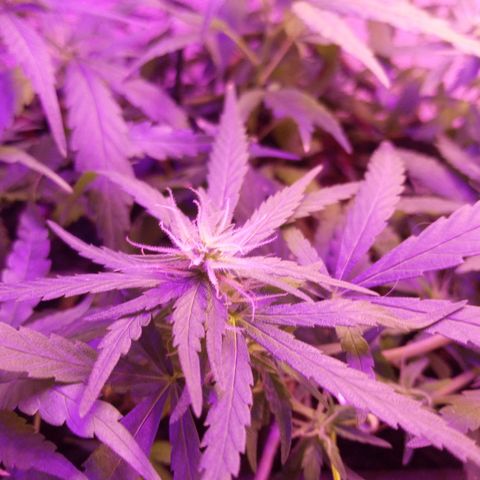 Genética desconhecida growlog timeline photo