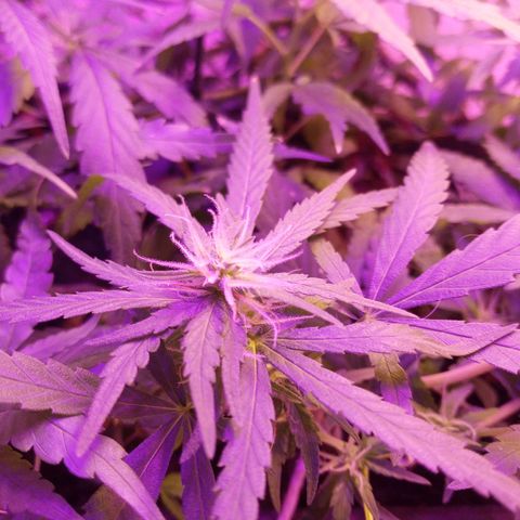 Genética desconhecida growlog timeline photo