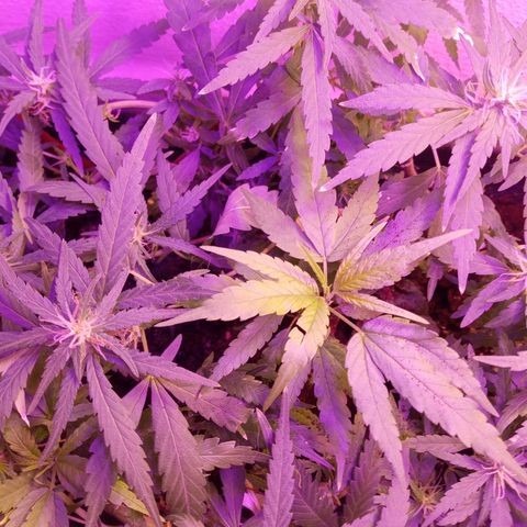 Genética desconhecida growlog timeline photo