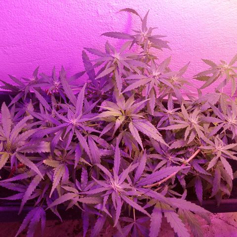 Genética desconhecida growlog timeline photo