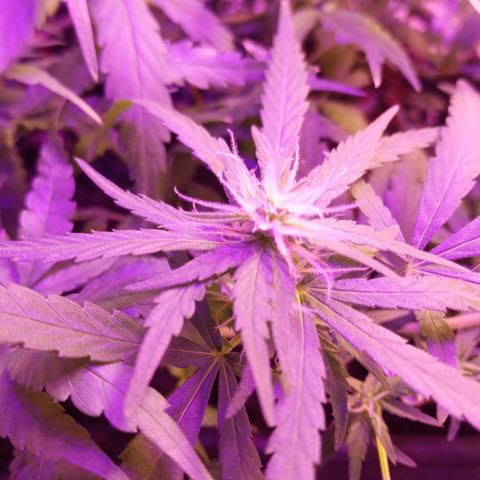 Genética desconhecida growlog timeline photo