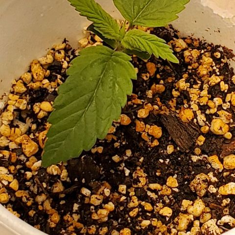GDP growlog photo: ❤