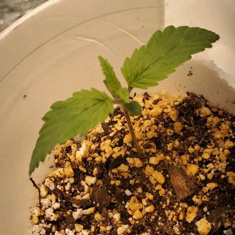 GDP growlog photo: ❤