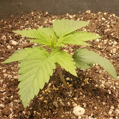 GDP growlog timeline photo