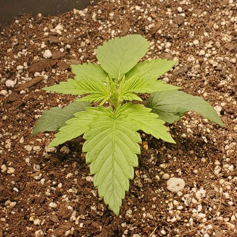 GDP growlog timeline photo
