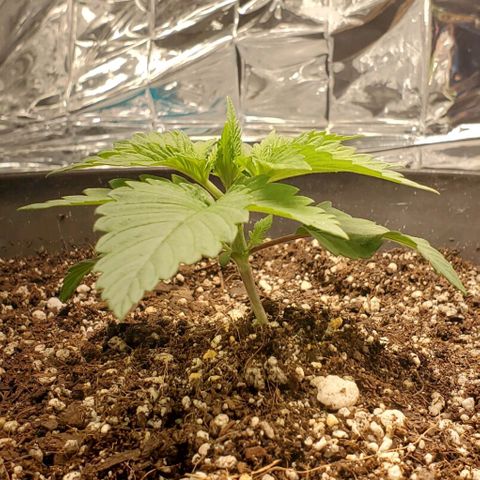 GDP growlog photo: ❤️ 