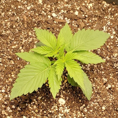 GDP growlog photo: ❤️ 