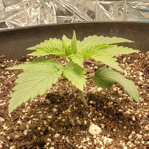 GDP growlog photo: ❤️ 