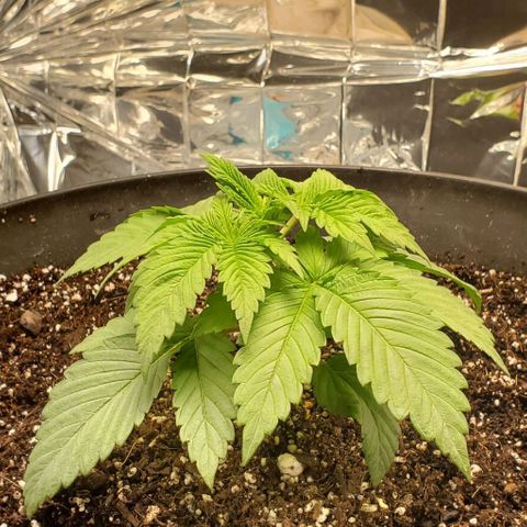 GDP growlog timeline photo