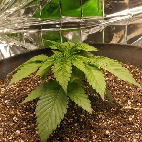 GDP growlog timeline photo