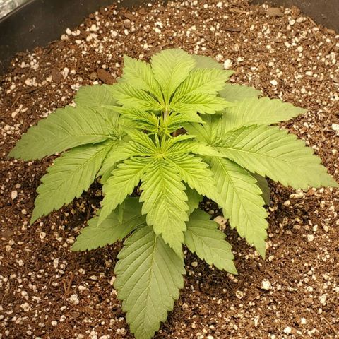 GDP growlog timeline photo