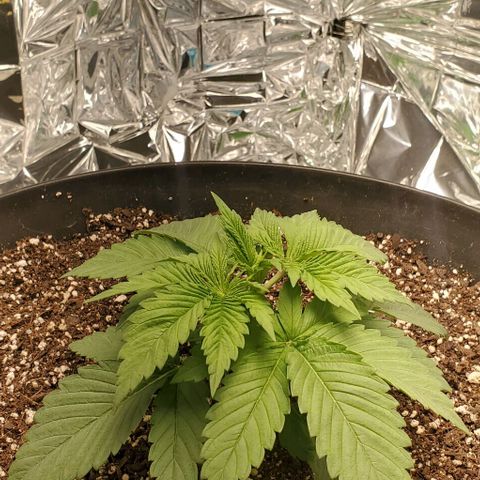 GDP growlog timeline photo