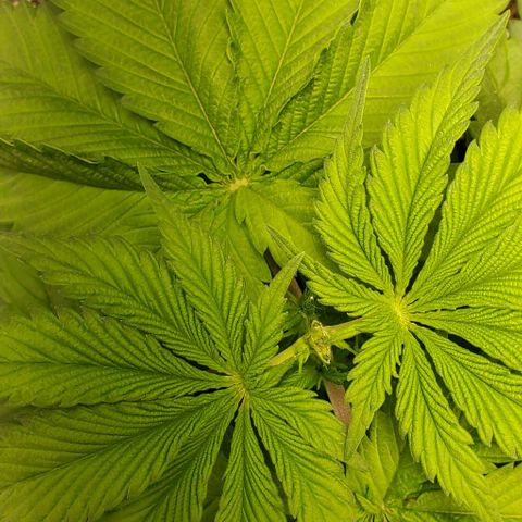 GDP growlog photo: ❤️ 