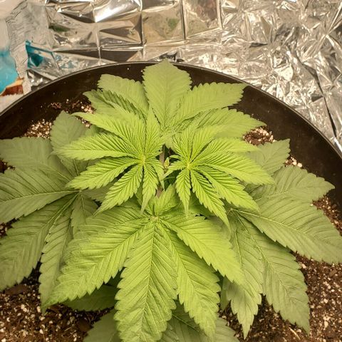 GDP growlog photo: ❤️ 