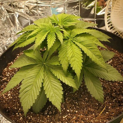 GDP growlog photo: ❤️ 