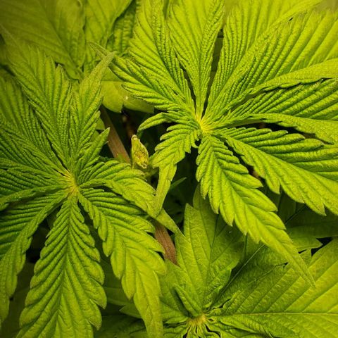GDP growlog photo: ❤️ 