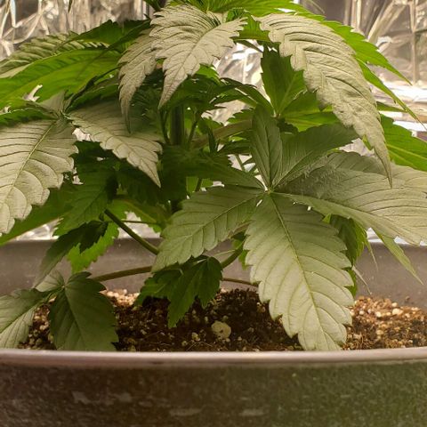 GDP growlog photo: ❤️ 