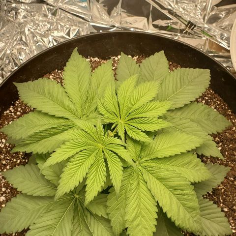 GDP growlog photo: ❤️ 