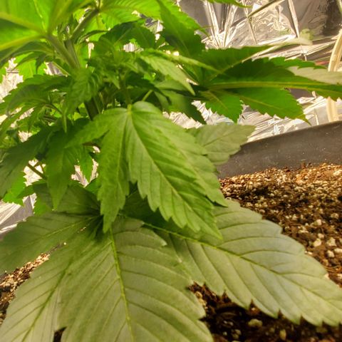 GDP growlog photo: ❤️ 