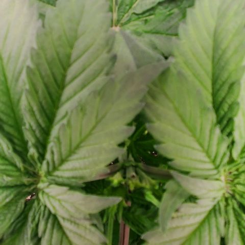 GDP growlog photo: ❤️ 