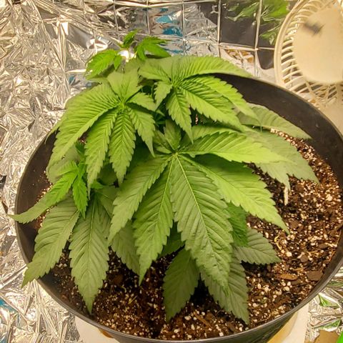 GDP growlog photo: ❤️ 