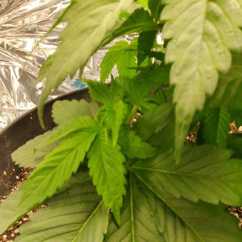 GDP growlog photo: ❤️ 