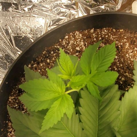 GDP growlog photo: ❤️ 