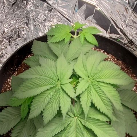 GDP growlog photo: ❤️ 
