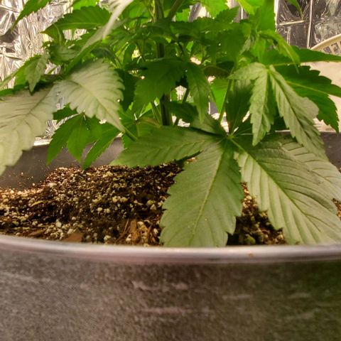 GDP growlog photo: ❤️ 