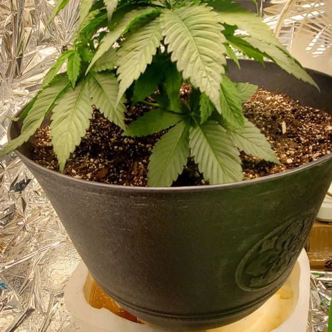 GDP growlog photo: ❤️ 
