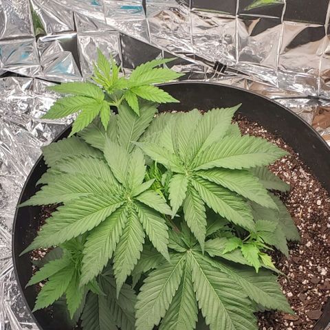 GDP growlog photo: ❤️ 