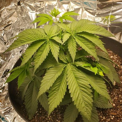 GDP growlog photo: ❤️ 
