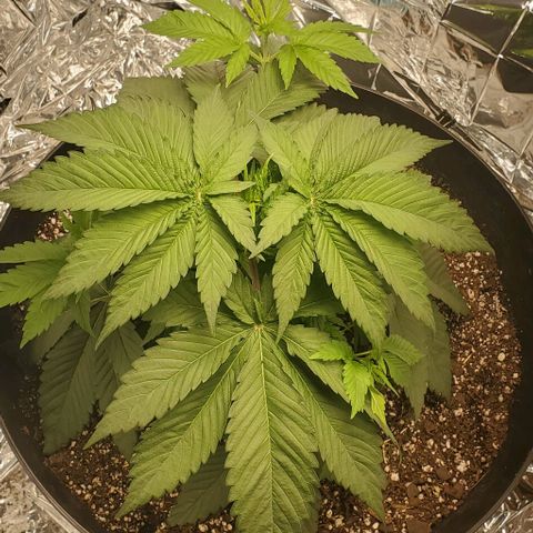 GDP growlog photo: ❤️ 