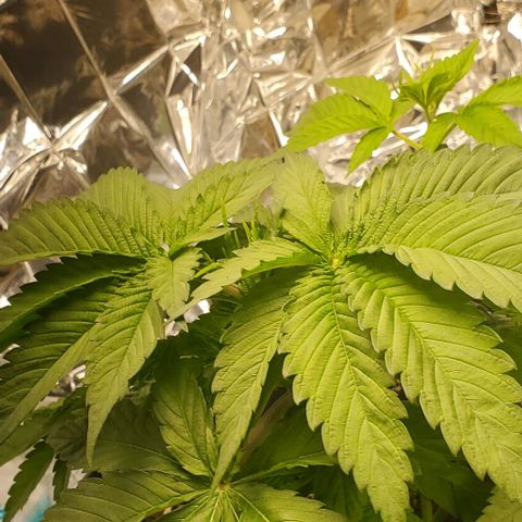 GDP growlog photo: ❤️ 